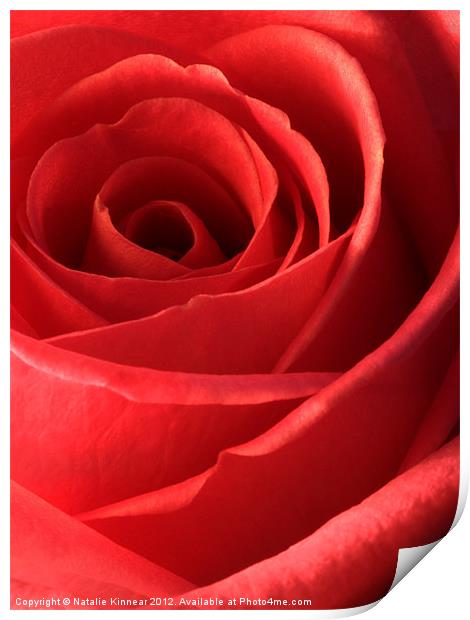 Romantic Red Rose Print by Natalie Kinnear