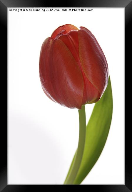 Tulip Head Framed Print by Mark Bunning