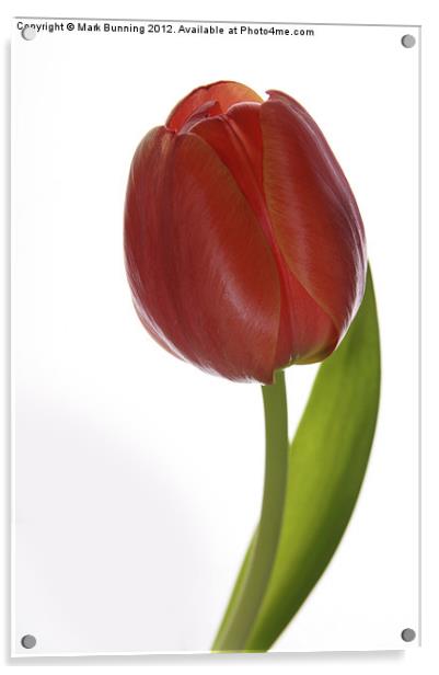 Tulip Head Acrylic by Mark Bunning