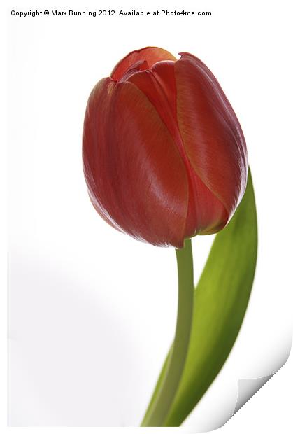 Tulip Head Print by Mark Bunning