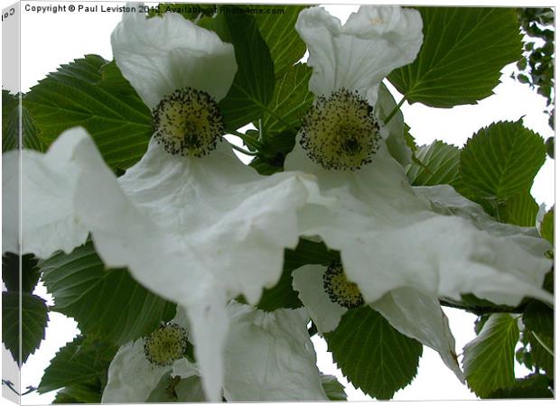 Handkerchief Tree Flower Canvas Print by Paul Leviston