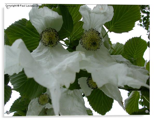 Handkerchief Tree Flower Acrylic by Paul Leviston