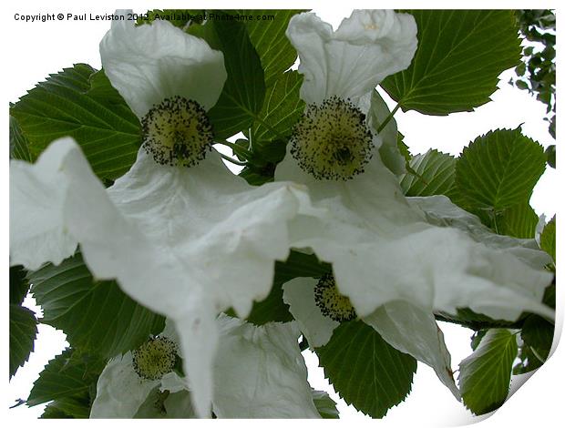 Handkerchief Tree Flower Print by Paul Leviston