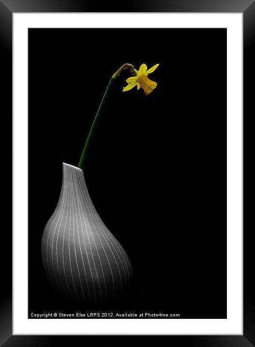 Wet Daffodil in Vase Framed Mounted Print by Steven Else ARPS