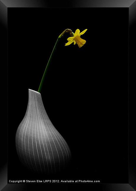 Wet Daffodil in Vase Framed Print by Steven Else ARPS
