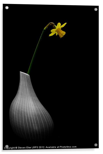 Wet Daffodil in Vase Acrylic by Steven Else ARPS