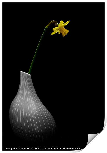 Wet Daffodil in Vase Print by Steven Else ARPS
