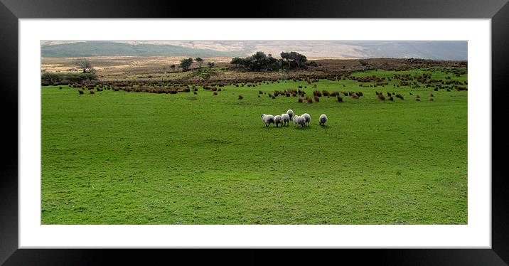 Sheep in a Field Framed Mounted Print by barbara walsh