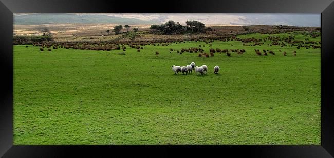Sheep in a Field Framed Print by barbara walsh