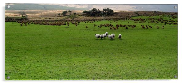 Sheep in a Field Acrylic by barbara walsh