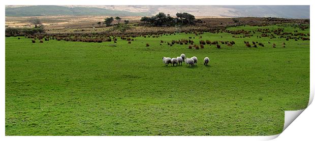 Sheep in a Field Print by barbara walsh