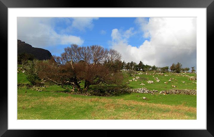 Field in Cloghane Framed Mounted Print by barbara walsh