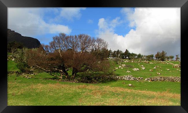 Field in Cloghane Framed Print by barbara walsh