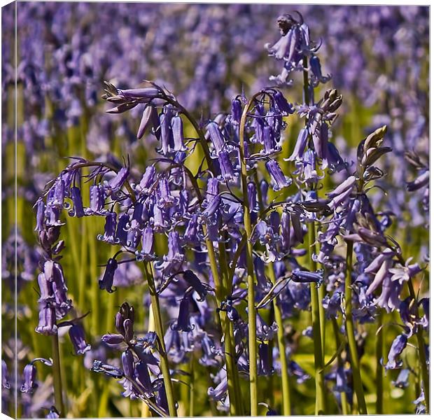 Bluebells Canvas Print by Roger Green