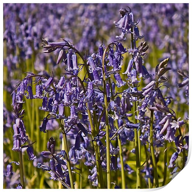 Bluebells Print by Roger Green
