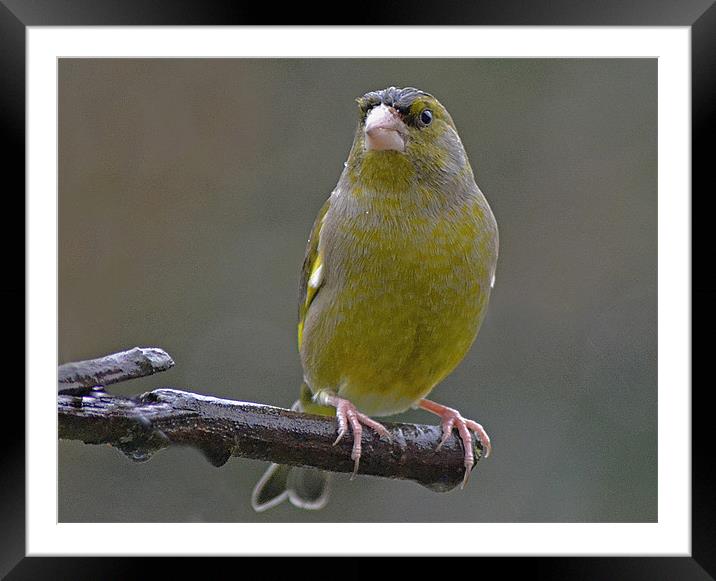 Carduelis chloris Framed Mounted Print by Donna Collett