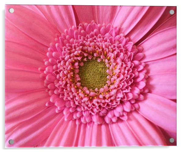 Gerbera pink flower Acrylic by Charlotte Anderson
