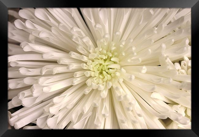 White chrysanthemum Framed Print by Charlotte Anderson