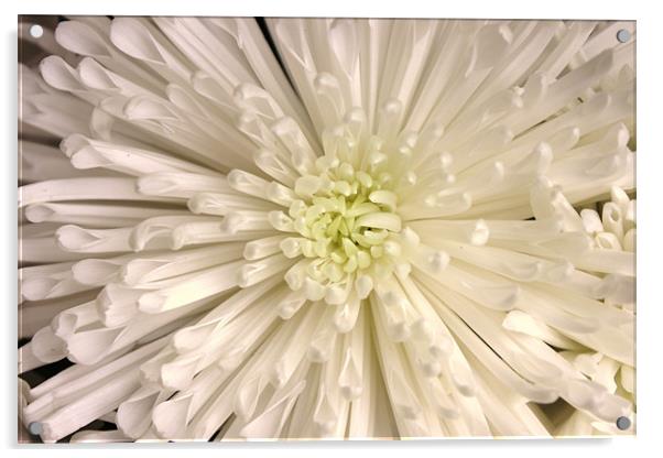 White chrysanthemum Acrylic by Charlotte Anderson