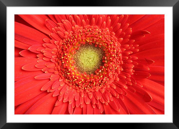 Gerbera red flower Framed Mounted Print by Charlotte Anderson