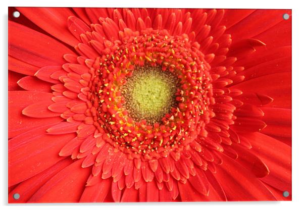Gerbera red flower Acrylic by Charlotte Anderson