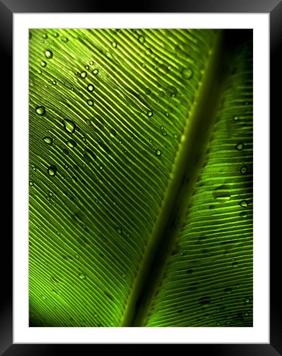 limelight Framed Mounted Print by Heather Newton