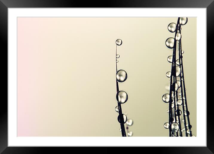 Feather Drops with a Hint of Pink Framed Mounted Print by Sharon Johnstone