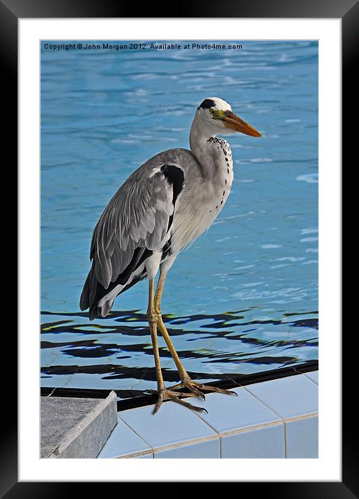 Poolside visitor. Framed Mounted Print by John Morgan