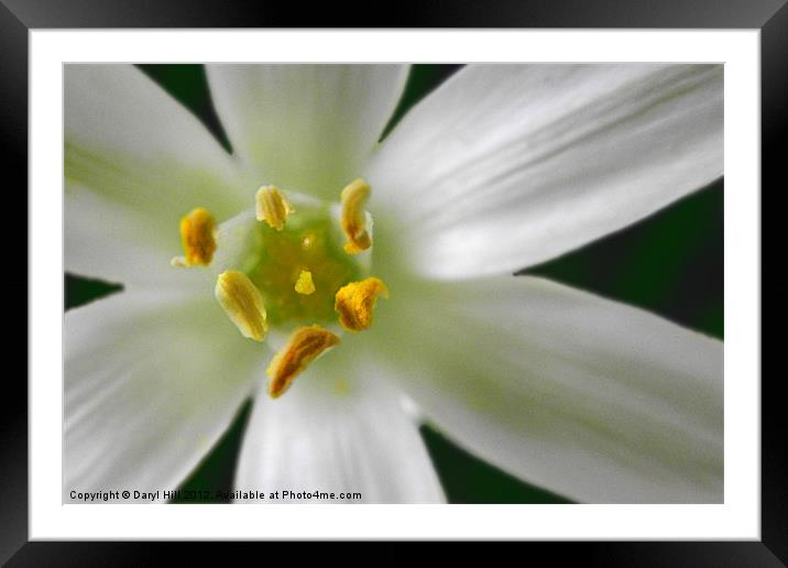 White Rain Lily Anther and Stigma Framed Mounted Print by Daryl Hill