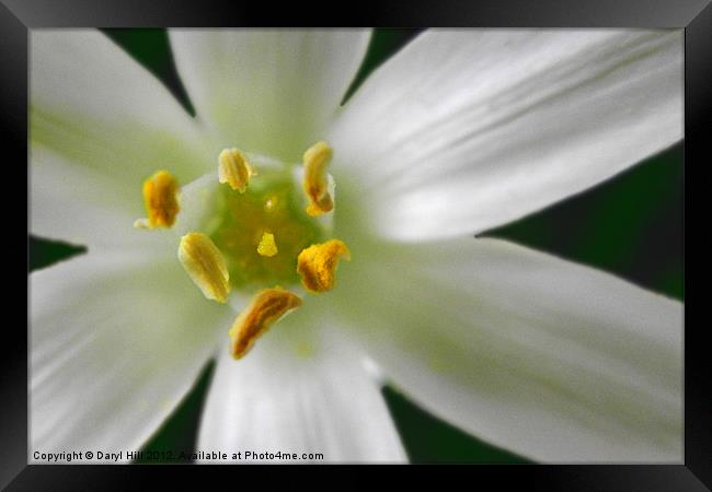 White Rain Lily Anther and Stigma Framed Print by Daryl Hill