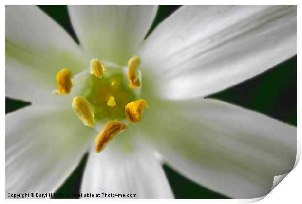 White Rain Lily Anther and Stigma Print by Daryl Hill