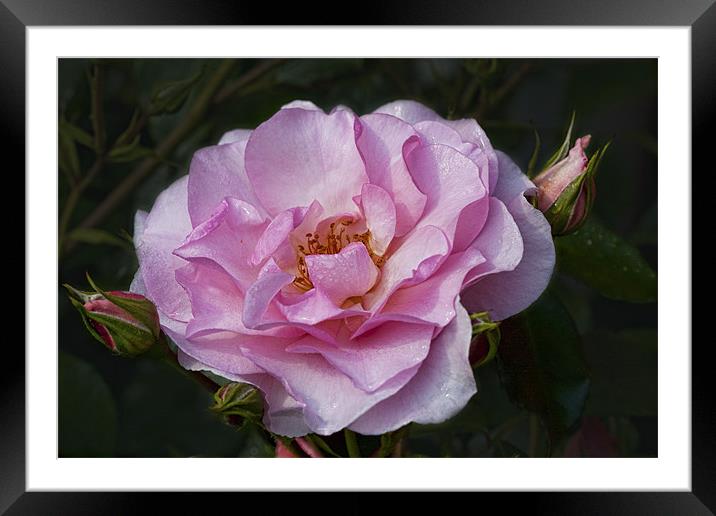 Pink Rose Framed Mounted Print by Val Saxby LRPS