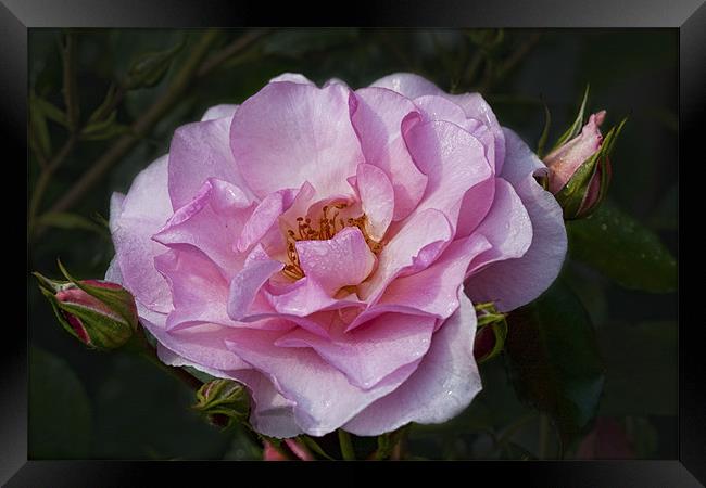 Pink Rose Framed Print by Val Saxby LRPS