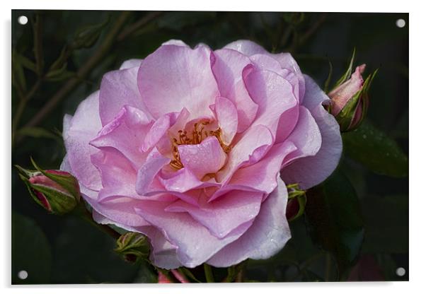 Pink Rose Acrylic by Val Saxby LRPS