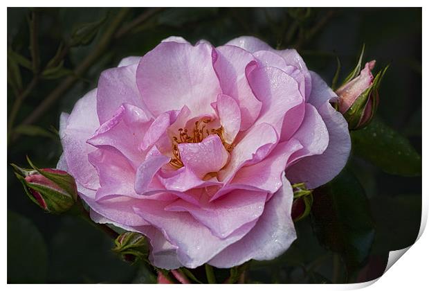 Pink Rose Print by Val Saxby LRPS
