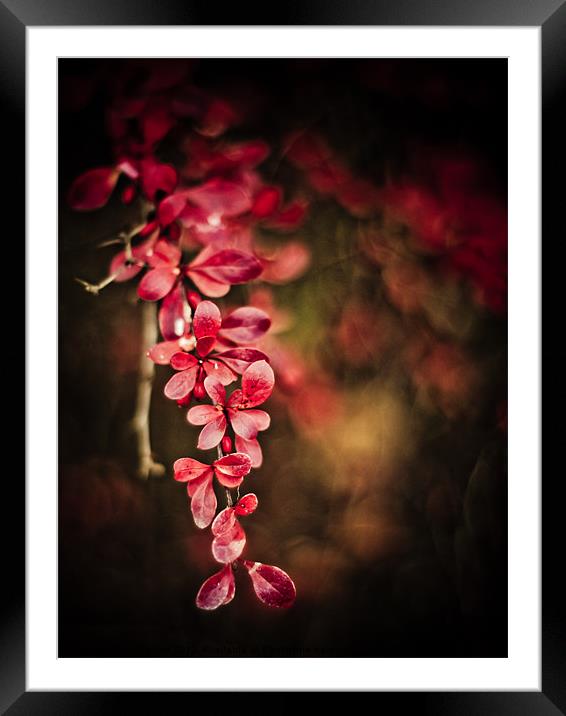 thorny Framed Mounted Print by Jo Beerens
