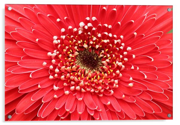 Red flower beautiful petals Acrylic by Charlotte Anderson