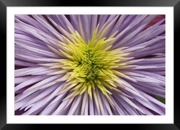 Crystal fountain spikey petals flower Framed Mounted Print by Charlotte Anderson