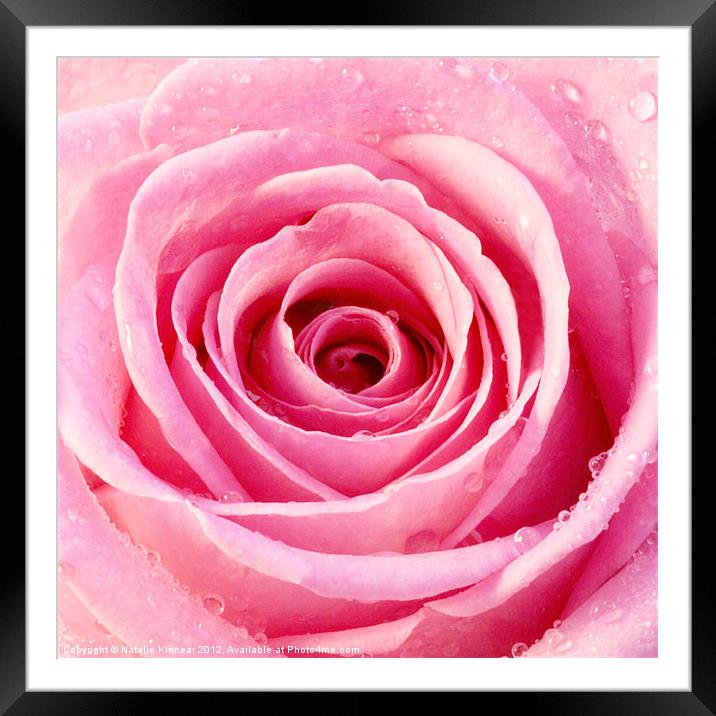 Pink Rose with Water Droplets Framed Mounted Print by Natalie Kinnear