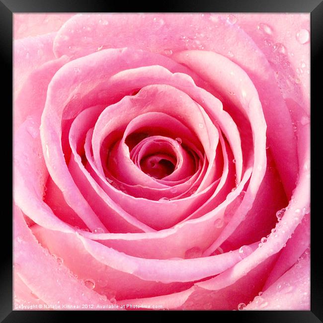 Pink Rose with Water Droplets Framed Print by Natalie Kinnear