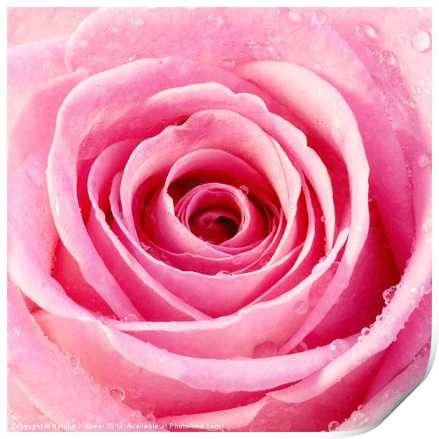 Pink Rose with Water Droplets Print by Natalie Kinnear
