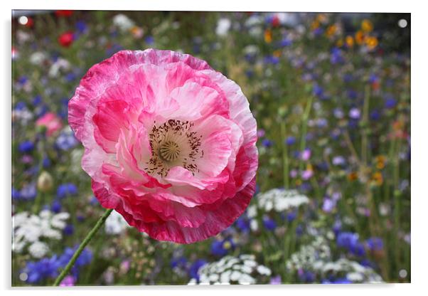 Poppy in wild flower garden Acrylic by Charlotte Anderson