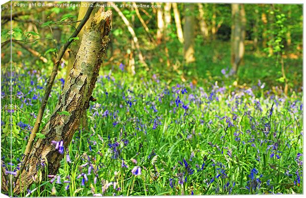 Bluebell wood Canvas Print by Anthony Hedger