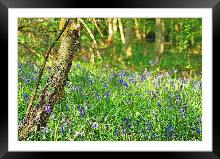 Bluebell wood Framed Mounted Print by Anthony Hedger
