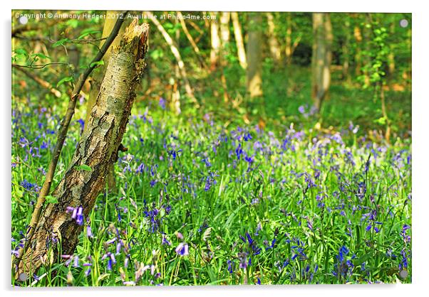 Bluebell wood Acrylic by Anthony Hedger