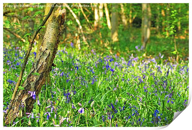 Bluebell wood Print by Anthony Hedger