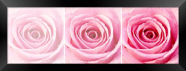 Pink Rose Triptych Framed Print by Natalie Kinnear