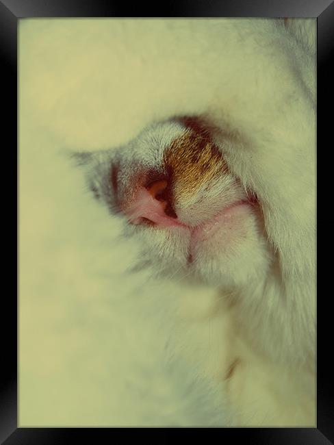 Abstract Sleeping Cat. Framed Print by Rosanna Zavanaiu