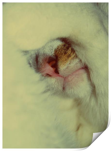 Abstract Sleeping Cat. Print by Rosanna Zavanaiu