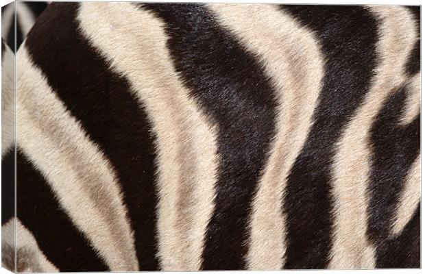 Abstract picture on a zebra Canvas Print by Jose Manuel Espigares Garc